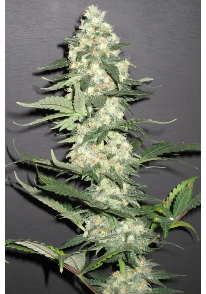 Skunk