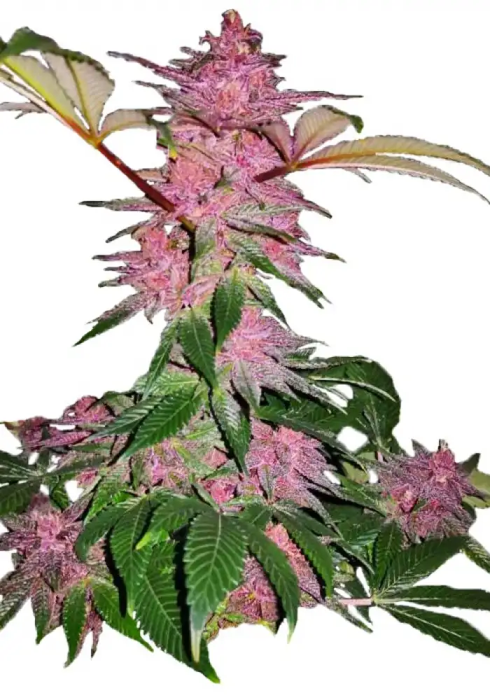 Purple Kush