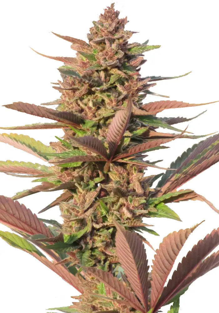 Early Purple