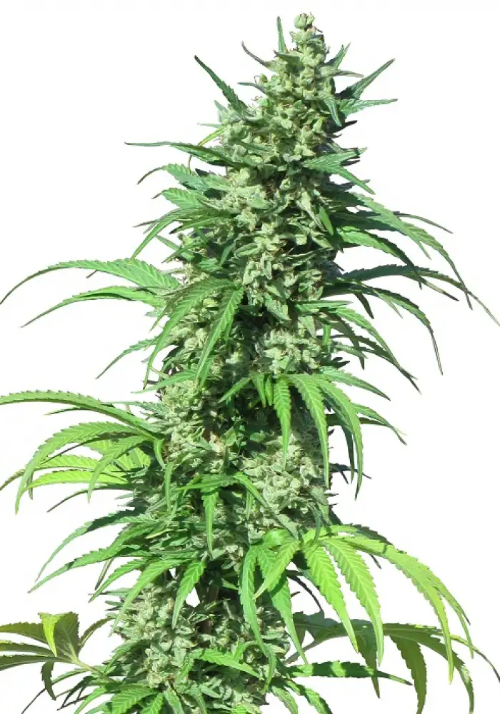 Early Durban