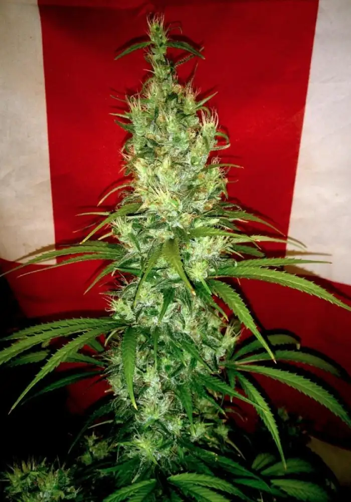 Skunk CBD