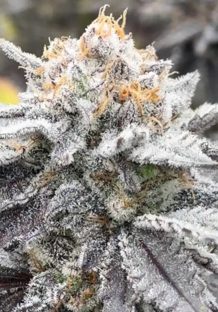 Grape Fiya