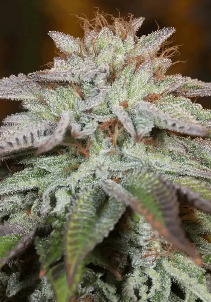 L.A. Vanilla Cake Auto