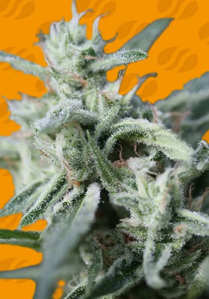 CannaFuel CBD+