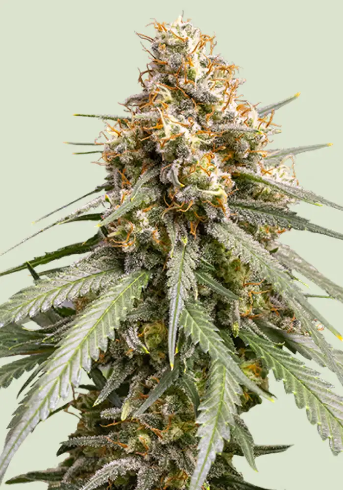 Shining Silver Haze