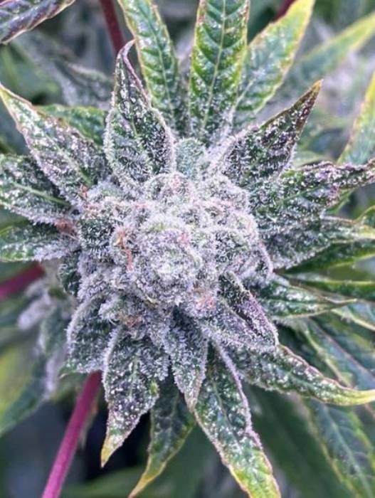 Mr. Sherbet Pops Strain Info / Mr. Sherbet Pops Weed By Mr. Hide Seeds