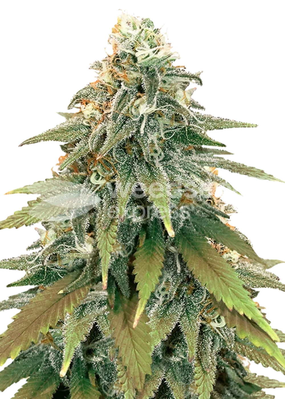 Fat Bastard autoflower seeds Strain Info / Fat Bastard autoflower seeds