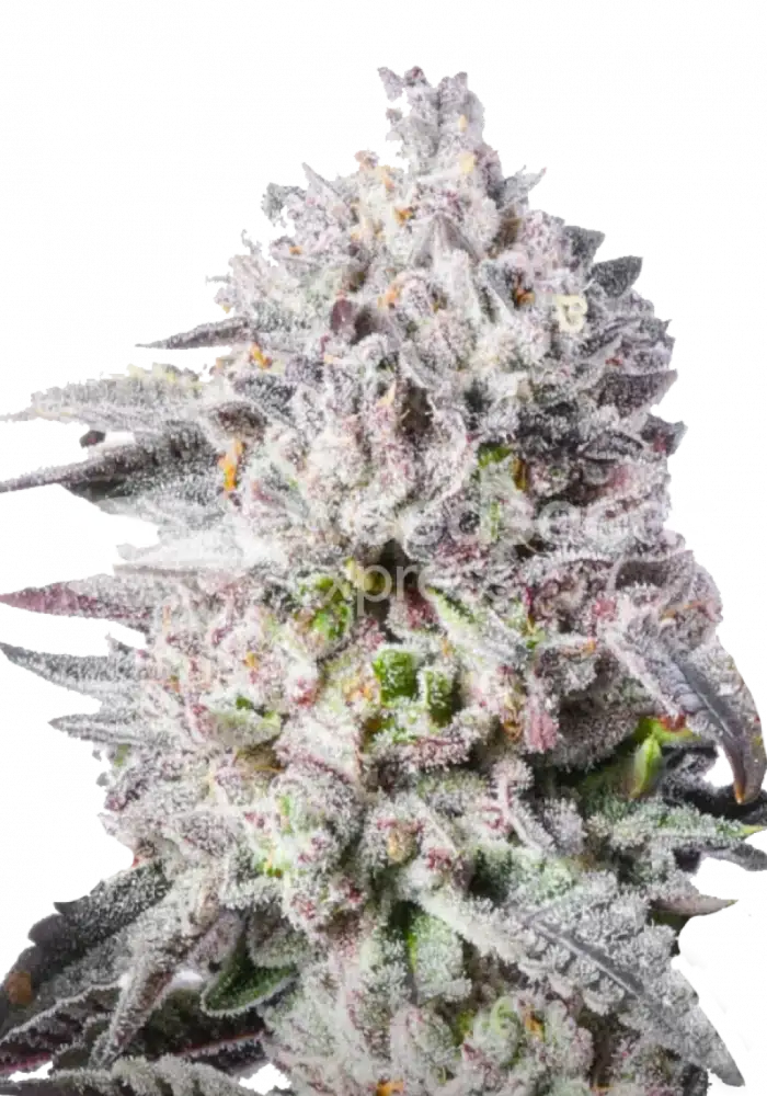 Permanent Marker feminized seeds