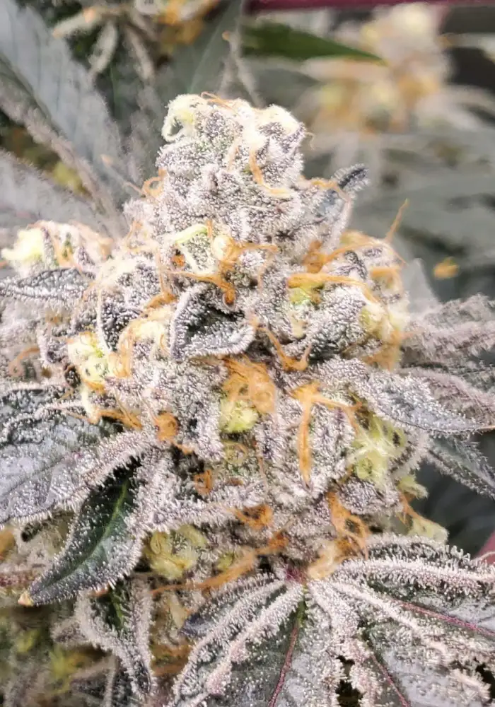 Cookie F2