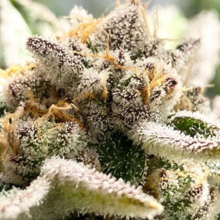 Wasabi Strain Info / Wasabi Weed By BlackFarm GrowDiaries