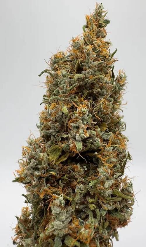 Blackberry Ghana Strain Info / Blackberry Ghana Weed By Dragons Flame