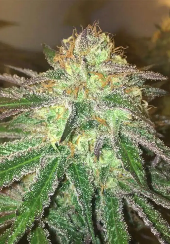 Accord (Amnesia Cordobesa Cookies)