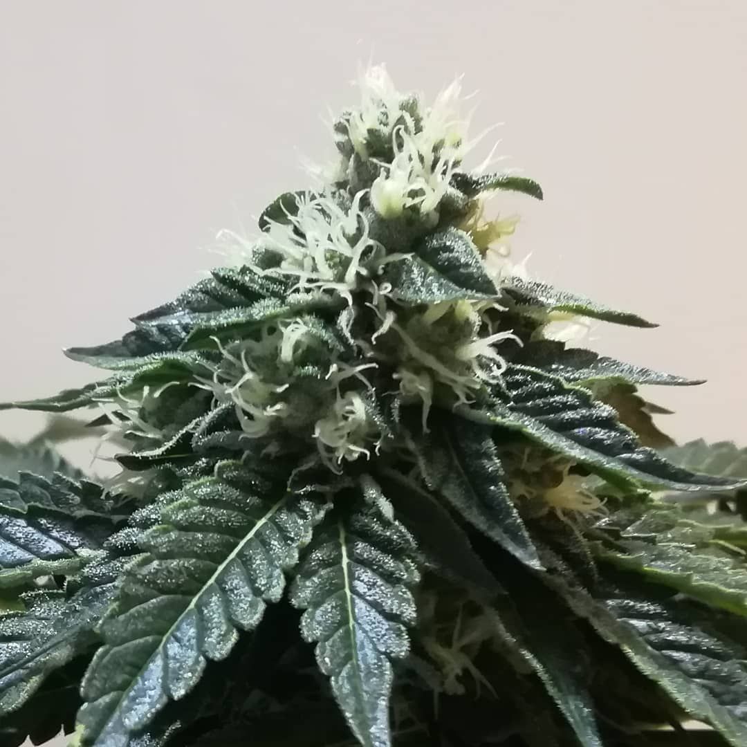 Strawberry Mint Strain Info / Strawberry Mint Weed By Gecko Seeds