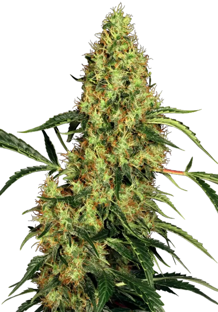 Mexican Sativa Fem