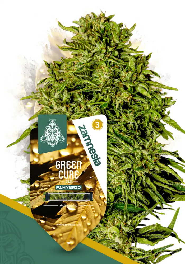 Green Cure CBD F1 Automatic