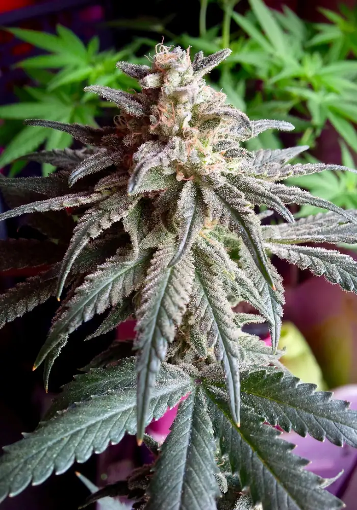 Auto Purple Dawg Mass