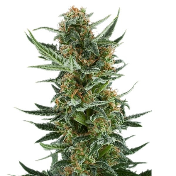 Royal Dwarf Strain Info / Royal Dwarf Weed By Royal Queen Seeds