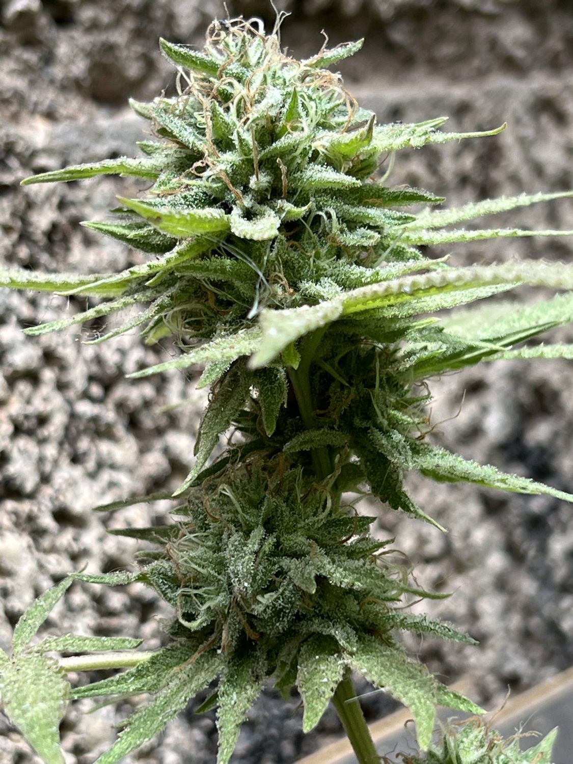 Nag Champa F2 Strain Info / Nag Champa F2 Weed By Terp fi3nd