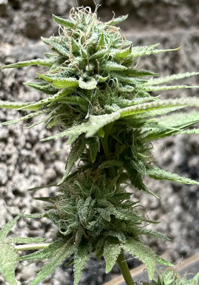 Nag Champa F2