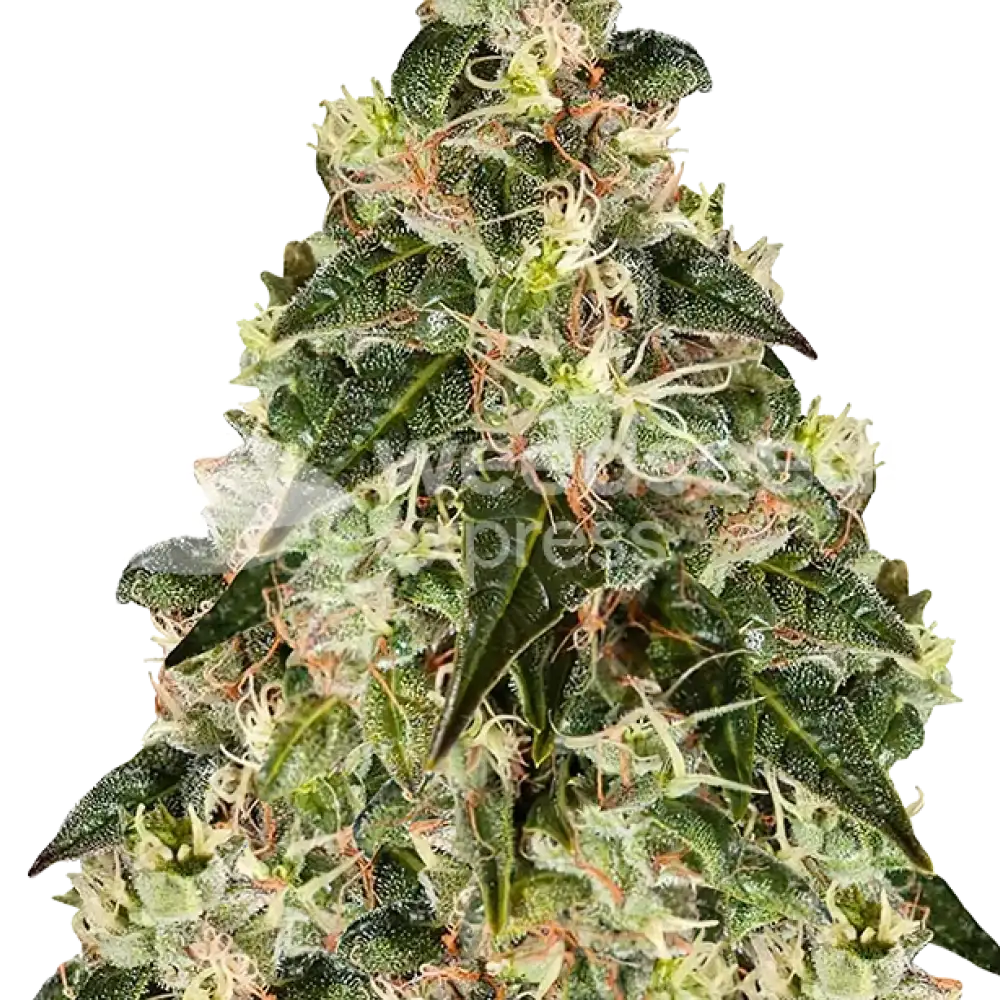 シャクシャインFG XJ-13 feminized seeds Seeds by WeedSeedsExpress - GrowDiaries