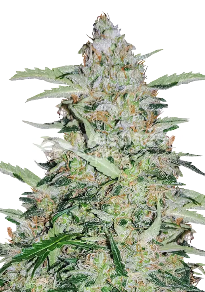 American Patriot feminized seeds