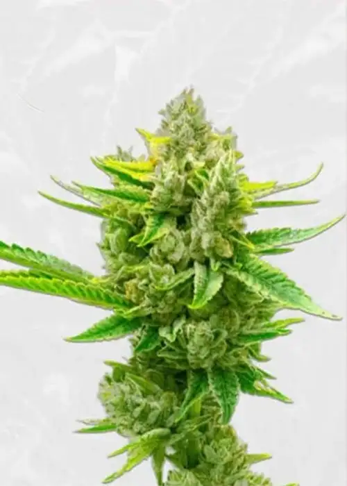 Autoflower CBD Critical Mass