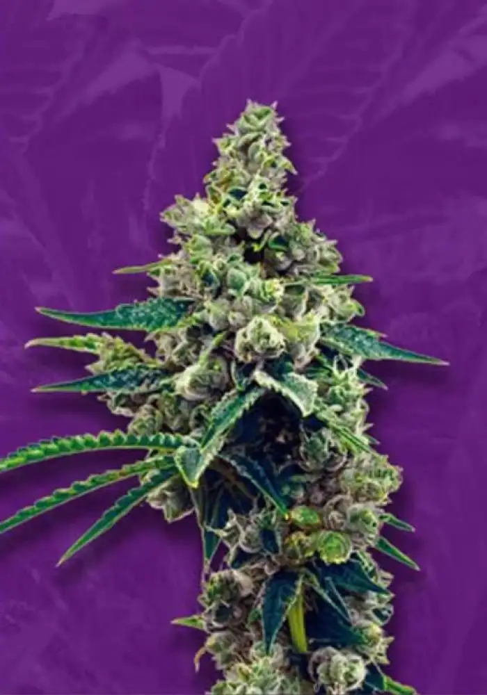 Grapefruit Autoflower