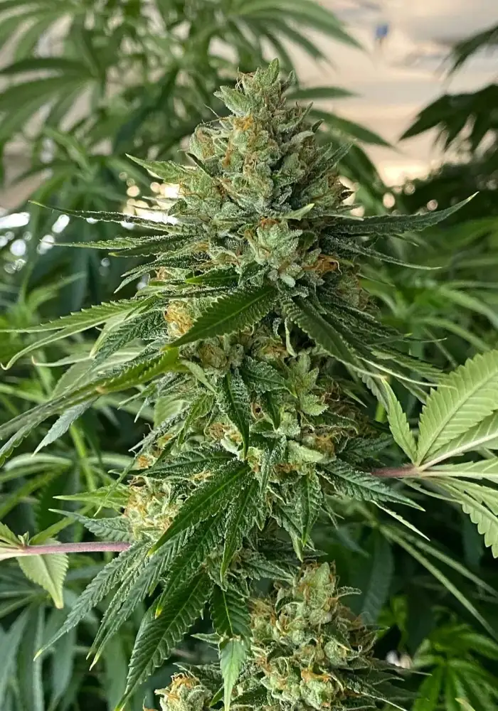 (ON Haze x Original Haze) x Northern Lights #2 Seeds F1