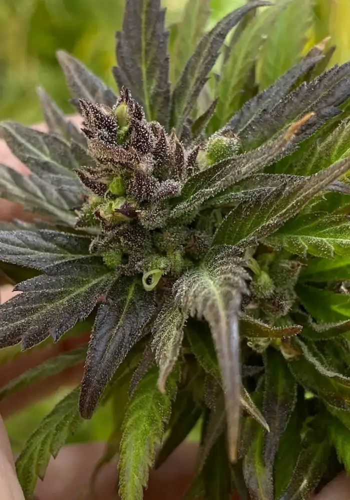 Original Haze (Purple Phenotype) IBL