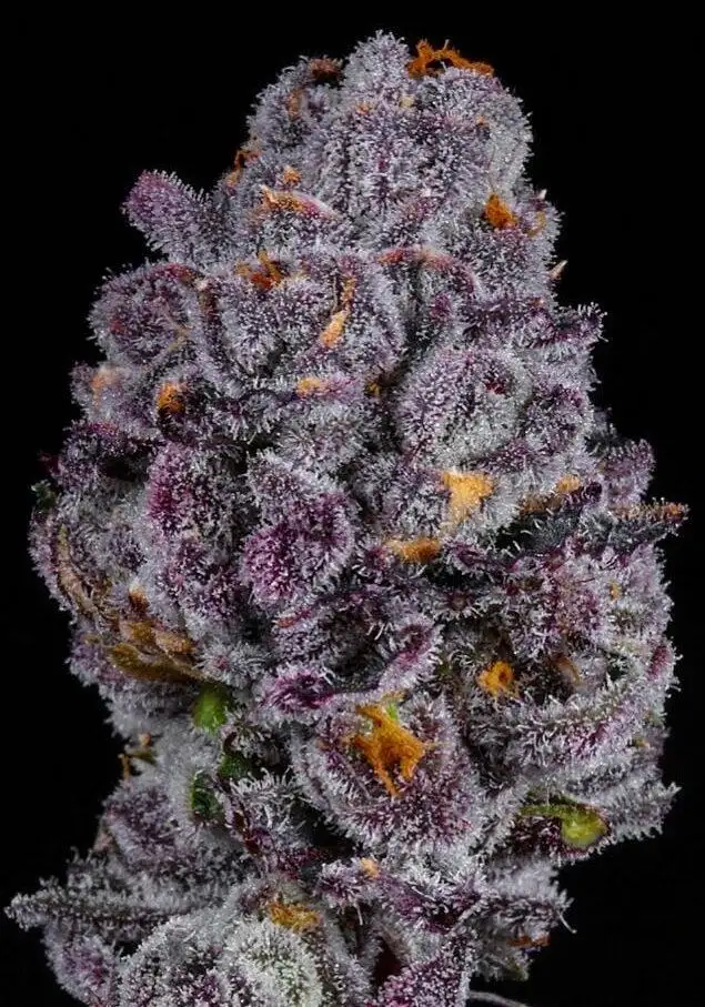 Lemon Cherry Pie