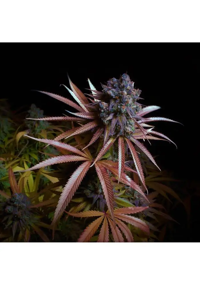 BlueBerry Dragon Fire BX2
