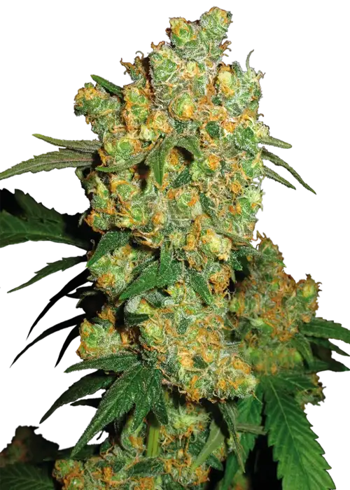 Big Bud Fem