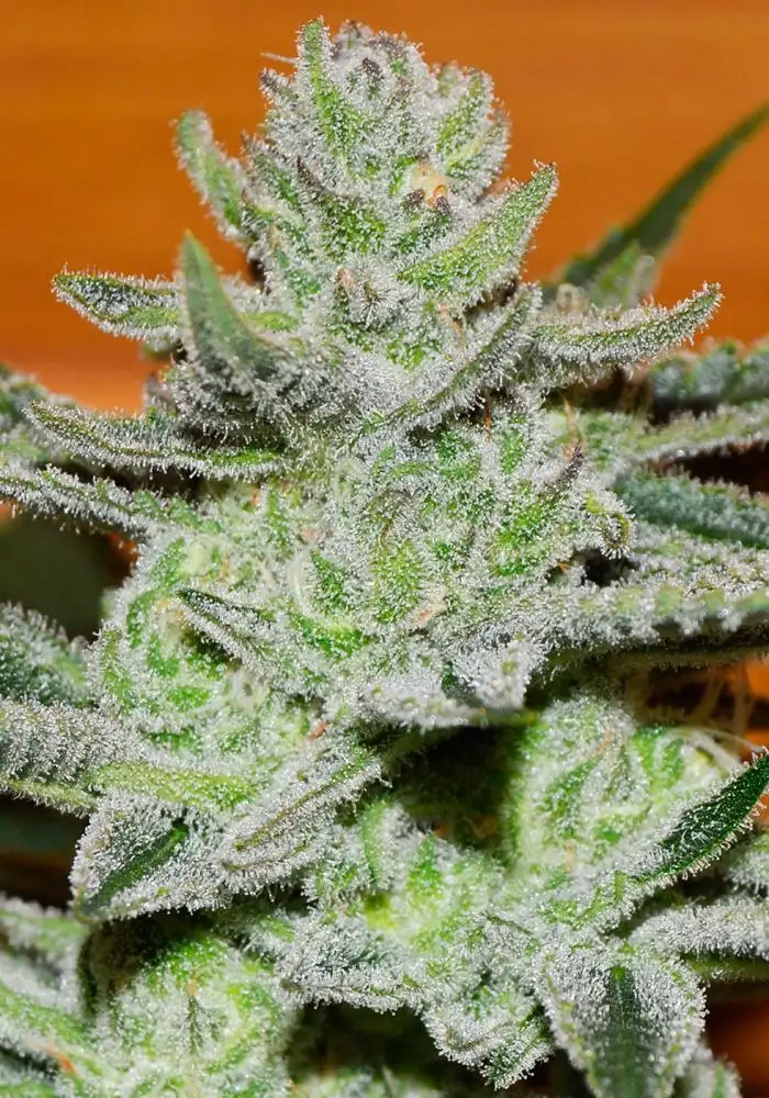 Unknown Kush
