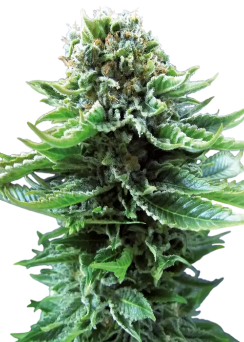 Northern Lights Auto