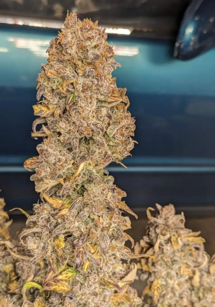 NYC Diesel Autoflower