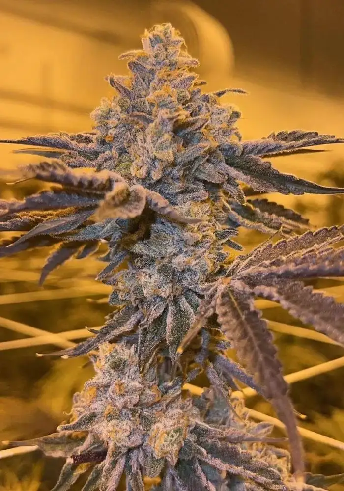 Zkittlez Pie (aka Z-Pie)