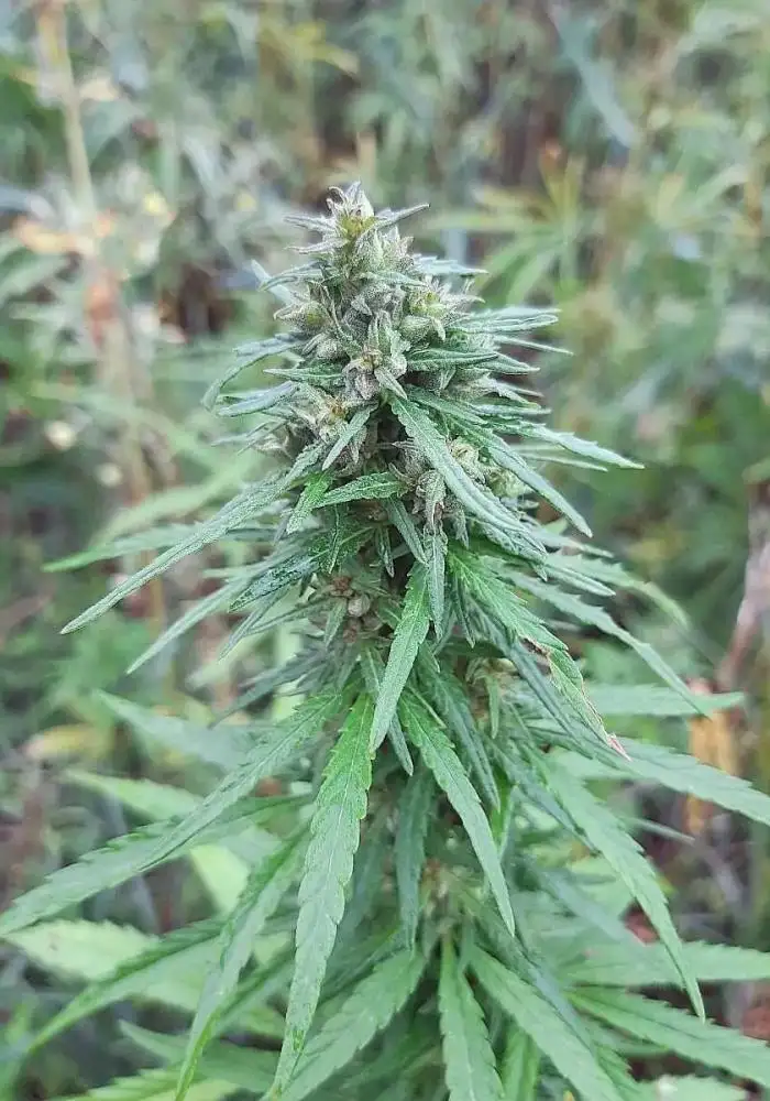 Siberian Ruderalis