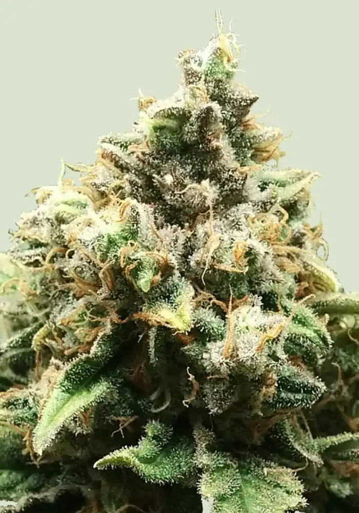 Critical Regular
