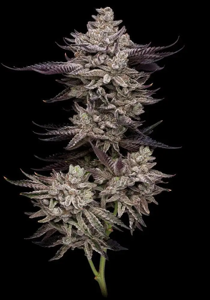 EL Valle Haze