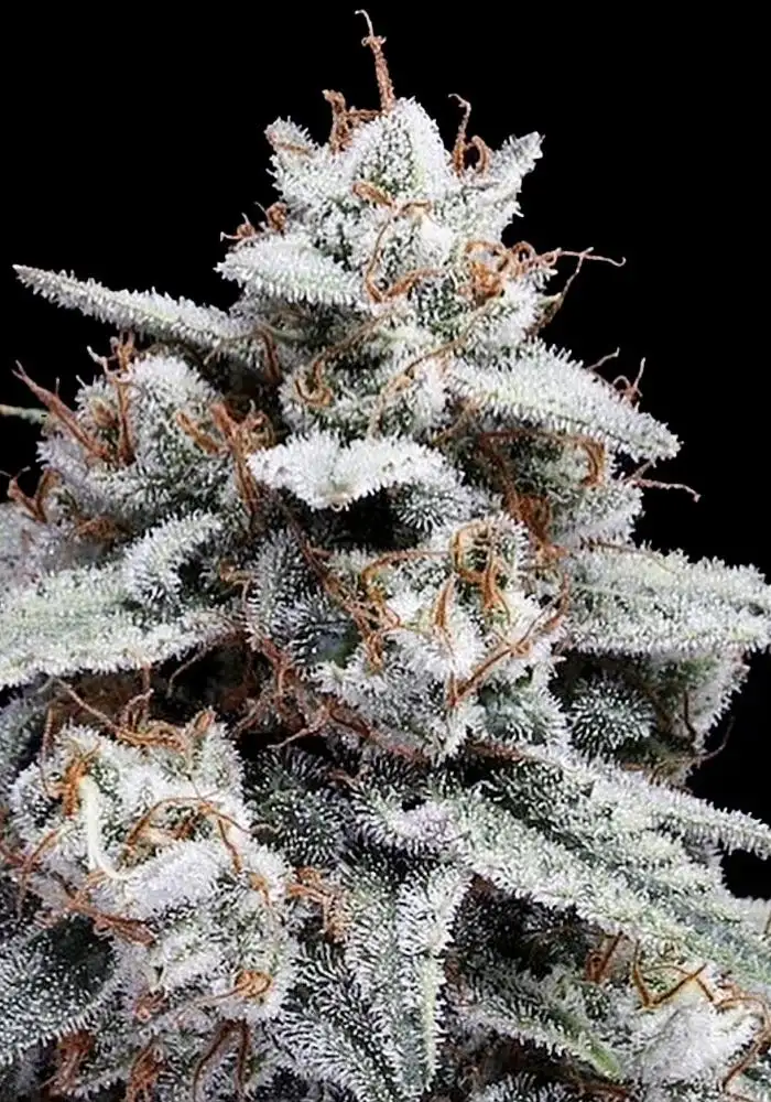 Auto Skywalker Kush