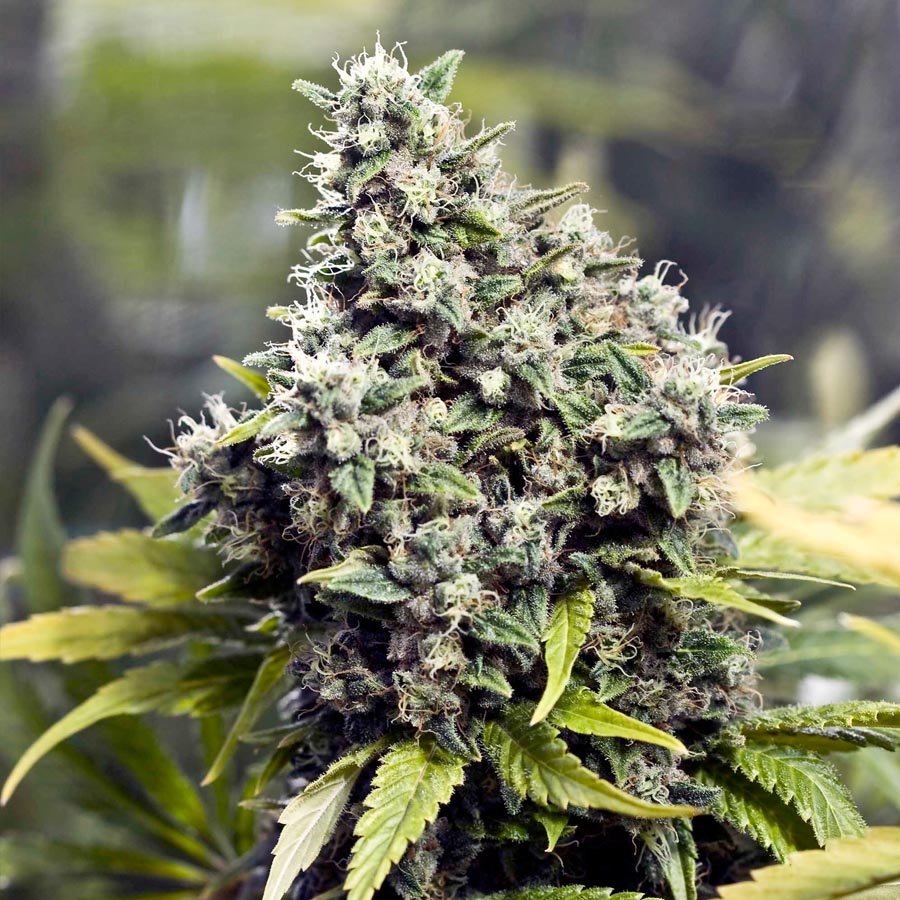 Grapefruit Seeds by Female Seeds - GrowDiaries