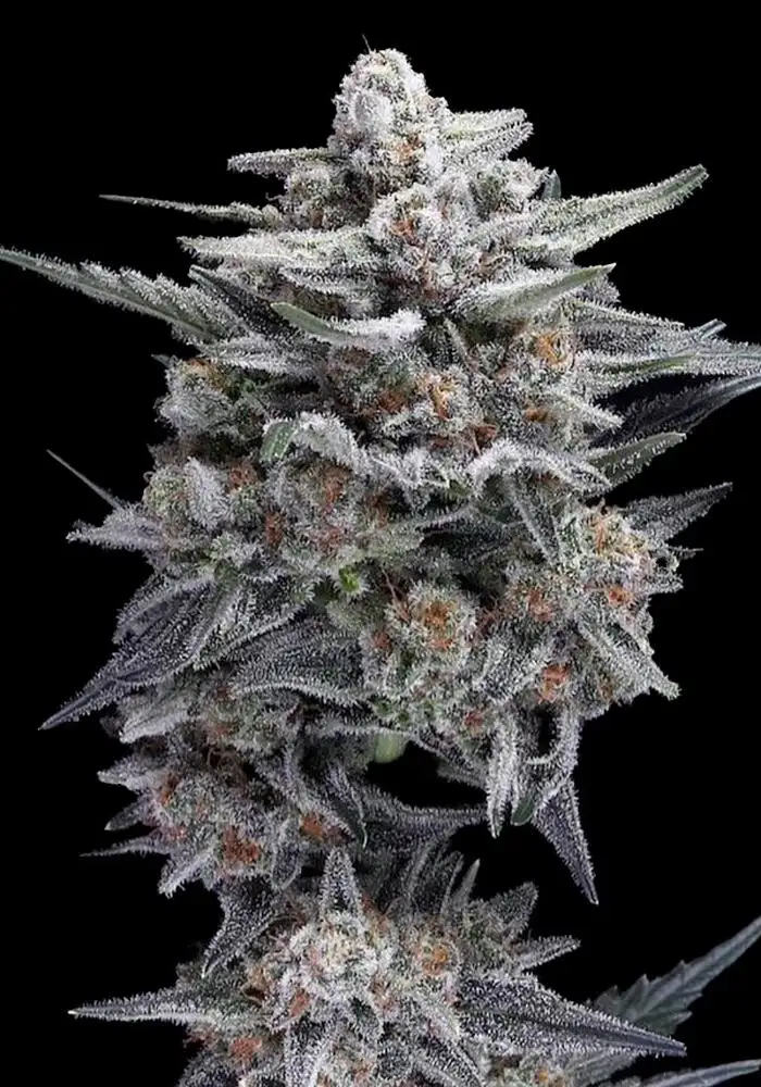 HG23 AKA Michael Jordan Auto