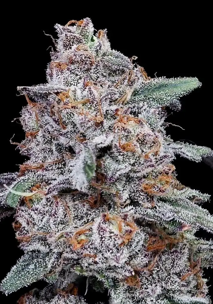 Purple People Eater