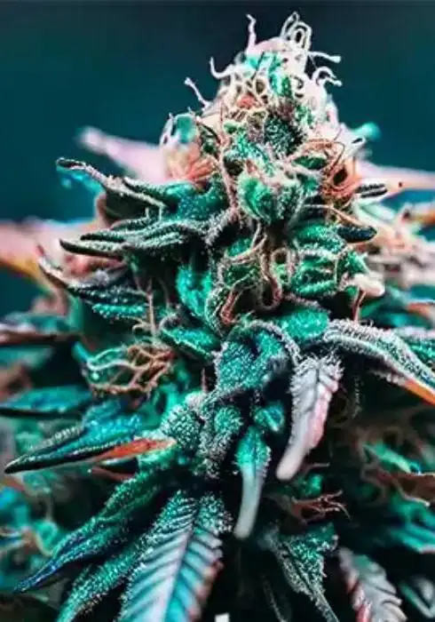 Zkittlez x Gorilla Autoflower