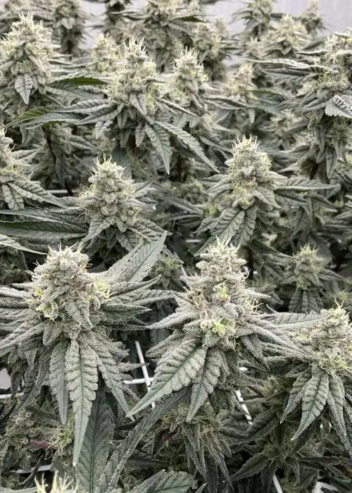 Big Ripper