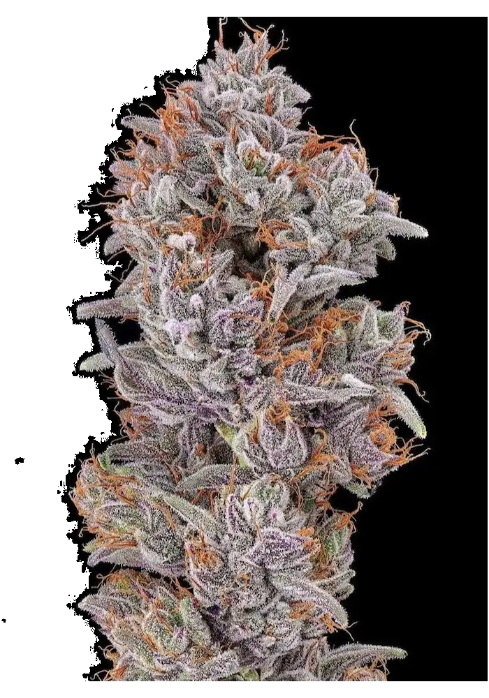 Strawberry Delight