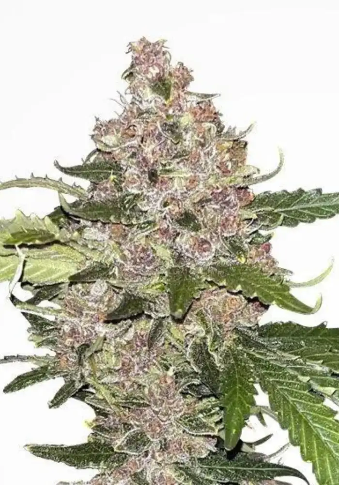 Forbidden Fruit Autoflower