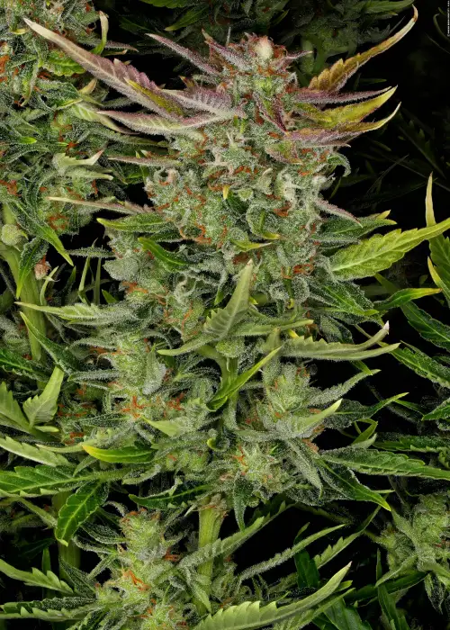 Auto AK47