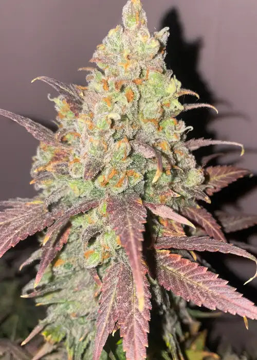 KaliBubba