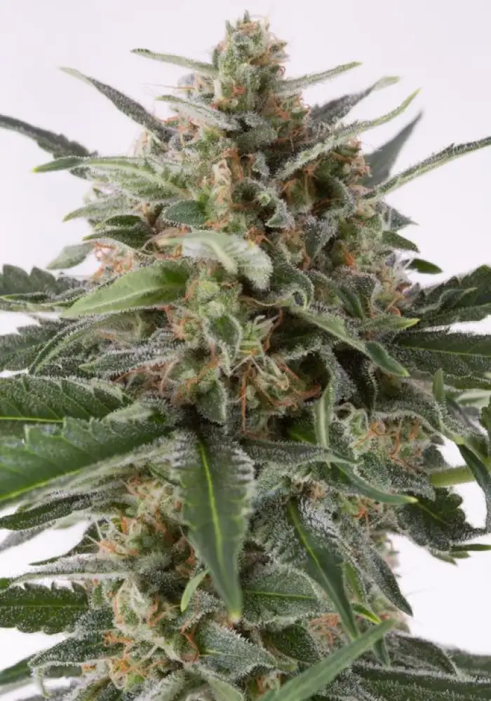Critical + Autoflowering